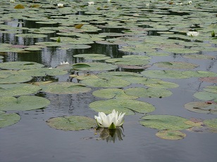 2010 may waterlilies