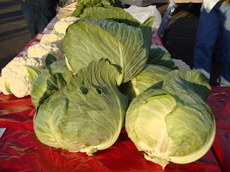 July cabbage